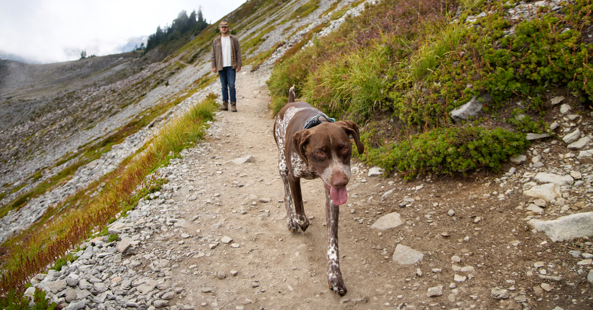 Black Gold_Dog Hiking_Header